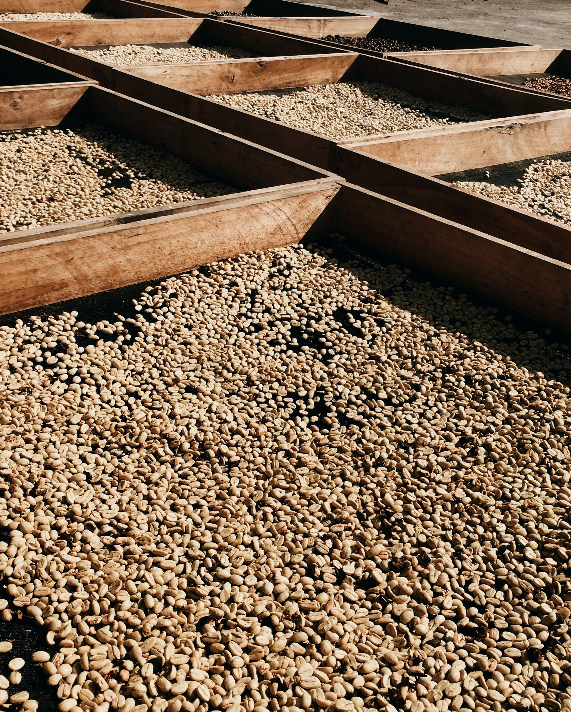 Parchment coffee drying on raised timber beds